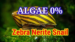 Zebra Nerite Snail  Remove Algae 100  Green Spot Algae amp Any Type Of Algae WIll Be Gone [upl. by Gretel944]