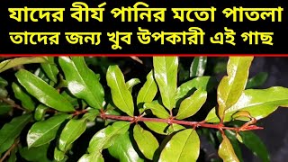 চেনা গাছের অজানা কাজ  কোথায় আছে খোঁজ করুন এই শক্তিশালী গাছpeter krimi theke mukti pete dalim gach [upl. by Oniger]