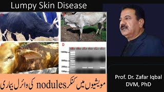 Lumpy Skin Disease  مویشیوں میں کنکر nodules کی بیماری  Livestock [upl. by Shult]