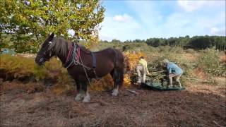 Tourbières de Sérent Morbihan  Débardage de saules en traction animale [upl. by Tailor311]