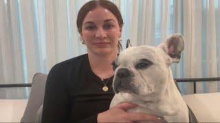 Resident Mistakes Screaming French Bulldog for Neighbor [upl. by Marissa]