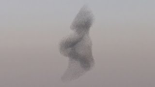 Starling murmuration Rare phenomenon in the skies above Israel [upl. by Berlin]