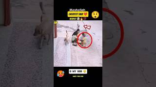 Dog Save The Baby From Bad Dog 😱😳 save humanity dog youtubeshorts [upl. by Ahsirak]