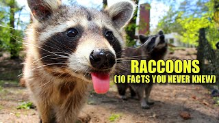 Raccoon 🦝 10 FACTS You NEVER KNEW [upl. by Livingston744]