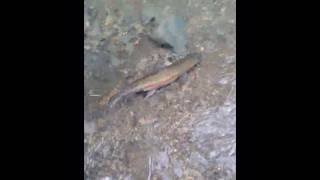 Small Steam Fly Fishing Oct 2019 Pt 2 sightfishing [upl. by Buzzell311]