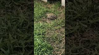 Russian tortoises enclosure enclosures habitat build [upl. by Rahmann]