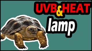 UVB and Heat Lamp for Turtles Everything You Should Need [upl. by Anitirhc]