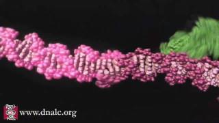 Mechanism of Recombination [upl. by Siroved]