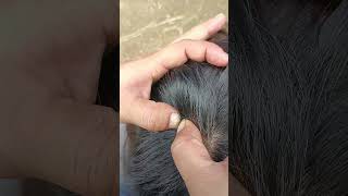 insects nomorelice satisfying hair lice animals hairlice piercing headlice [upl. by Ecnerol]