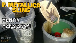 Poecilotheria Metallica Sling on Arboreal Enclosure Eng Sub  Tarantula Rehousing [upl. by Templia]