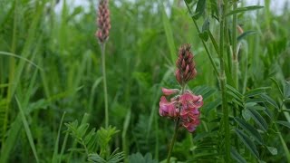 Sainfoin at Honeydale Farm [upl. by Mooney]