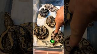 🐍What Morps hatched🧪 molinarosnakelab shorts ballpython royalpython snakebreeder pythons [upl. by Nodnas]