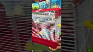 Available on store hamsters fish aquarium [upl. by Shea]