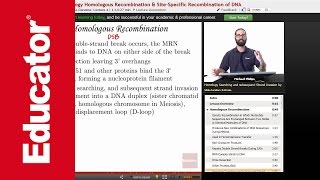 Homologous Recombination and Holiday Junction  Molecular Biology [upl. by Aitsirt]