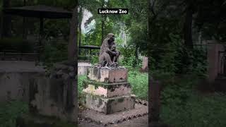 Lucknow zoo shorts ytshort zoo lucknow [upl. by Etnaed301]