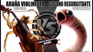 ARAÑA VIOLINISTA VS GUSANO REGURGITANTE [upl. by Reinke]