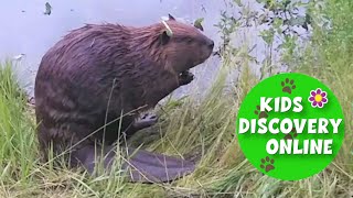 Animals For Kids  American Beaver  Discovery Kids  Beaver Facts  Kids Discovery Online [upl. by Lorolla]