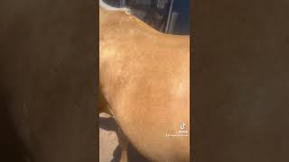 Golden Palomino shorts horse [upl. by Dunham]