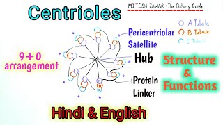 Centrioles Structure and Functions  90 arrangement in Centrioles or Diplosomes  Centrosomes [upl. by Sieracki]