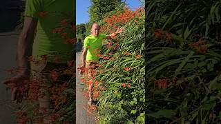 Invasive Crocosmia monbretia invasivespecies gardening permaculture adventure explore [upl. by Reddin]