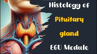 Histology of pituitary gland [upl. by Assirim933]