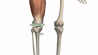 Muscles of the Thigh Part 1  Anterior Compartment  Anatomy Tutorial [upl. by Anelhtak]