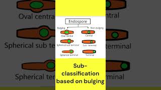 Bacterial endospore classification bacteria endospore microbiology [upl. by Yelehsa]