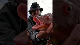 Monster Pigfish Rock Fishing [upl. by Nairde]