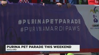 Purina Pet Parade coming to Soulard this week [upl. by Assiled]