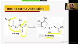 La tirosina se transforma en melanina  BioquimicaContinuación [upl. by Nonnac]