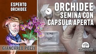 Come seminare le orchidee con capsula aperta nella cappa sterile umida [upl. by Harneen]