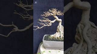 Pruning bonsai Anting Putri plant bonsaitree art tanaman antingputri [upl. by Naeerb]