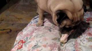 Pugs can eat chicken bone part 1 of 2 [upl. by Brenk]