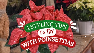 4 Expert Poinsettia Styling Tips to Add Holiday Cheer to Your Home [upl. by Raimundo]