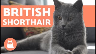 British Shorthair Cat  CHARACTERISTICS and CARE [upl. by Hanaj]