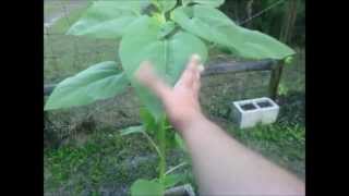 Sunflowers n Coneflowers in SW FL Zone 9b Part 1 [upl. by Nykal187]