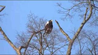 オオワシ 鳴く A Stellers sea eagle cries [upl. by Anaiviv]