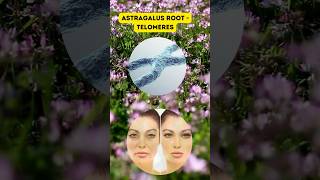 Can Astragalus Root Boost Your Telomeres [upl. by Ellinej]