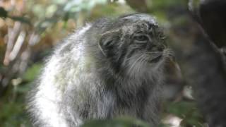 Pallas cat “meowing” [upl. by Belayneh398]