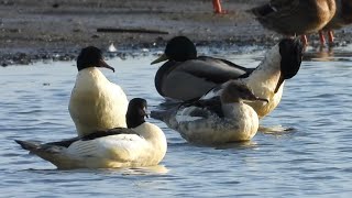 Tracze  Common mergansers [upl. by Johiah]