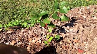 Mound Layering Aronia Chokeberry Propagation [upl. by Tereb]