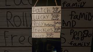 Lucky rolly patch penny cadpig and Lenny [upl. by Ethben]