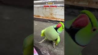 Industry k Logo se😍 Mithua Yt Journey cute talkingparrot youtubeshorts viral song Dance Parrot [upl. by Yla811]