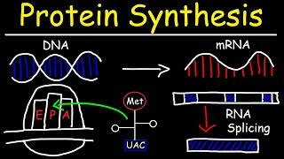 Transcription and Translation  Protein Synthesis From DNA  Biology [upl. by Enid]