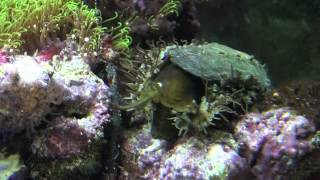 Haliotis asinina abalone in action [upl. by Carberry]