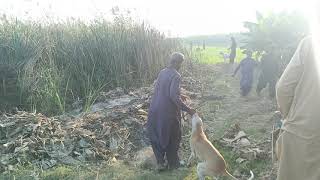 Soor ka shikar 2024  Hunting dogs boar hunting dogs Shikar in Sindh Pakistan [upl. by Champ]