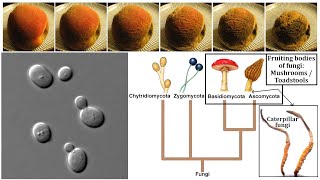 Fungi Chitin Yeasts Molds Mushrooms and Decomposition [upl. by Guyer]