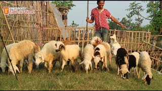 ANAK GEMBALA DOMBA  KAMBING  SHEEP INDONESIA  SCHAPEN  SUARA KAMBING LUCU NGAKAK [upl. by Artemahs]