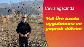 Cevizde 5 Üre Azotu uygulaması ve yaprak döktürme [upl. by Ximenes]