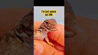 UROMASTYX BABIES Uromastyx flavifasciata orange banded reptiles uromastyx [upl. by Rinee]